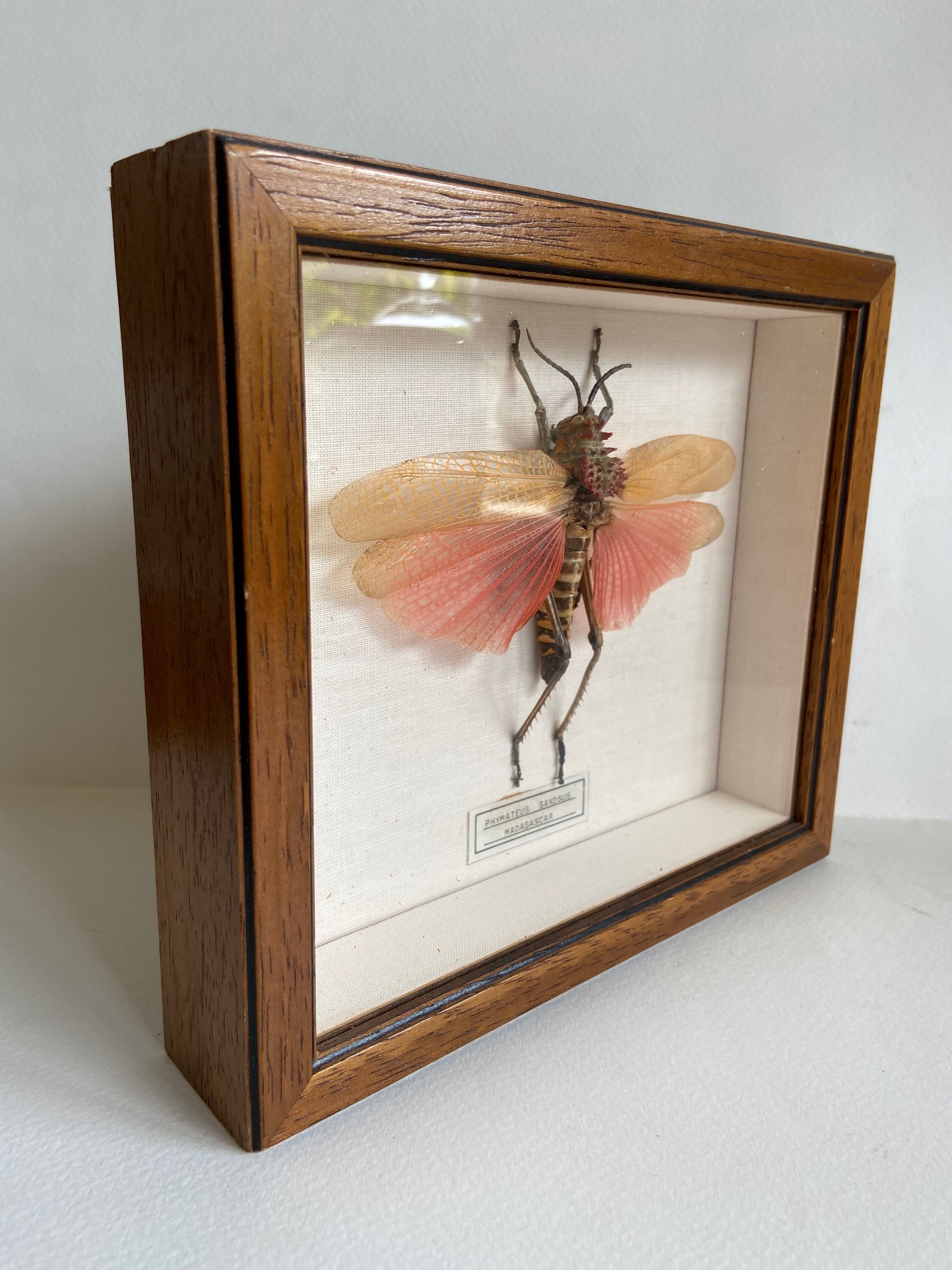 Framed insect - Phymateus Saxosus from Madagascar