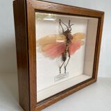Framed insect - Phymateus Saxosus from Madagascar