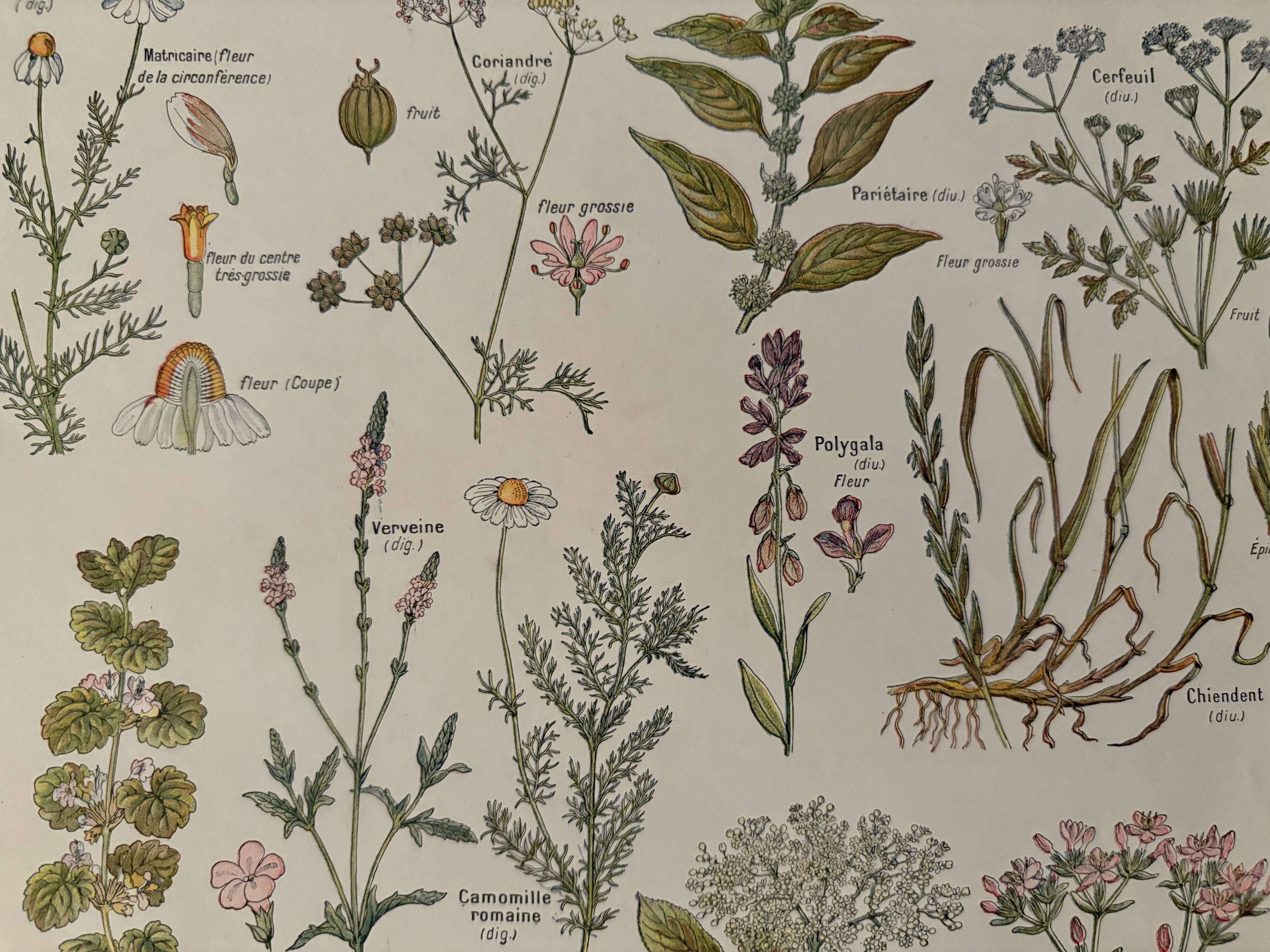 Illustrated plate on medicinal plants (XXV) - 1920