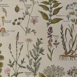 Planche illustrée sur les plantes médicinales (XXV) - 1920