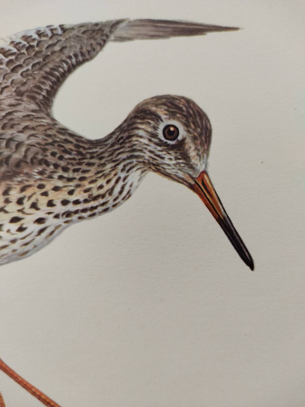 Antique bird plate from the 1960s - Knight Gambette - Illustration