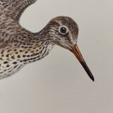 Antique bird plate from the 1960s - Knight Gambette - Illustration