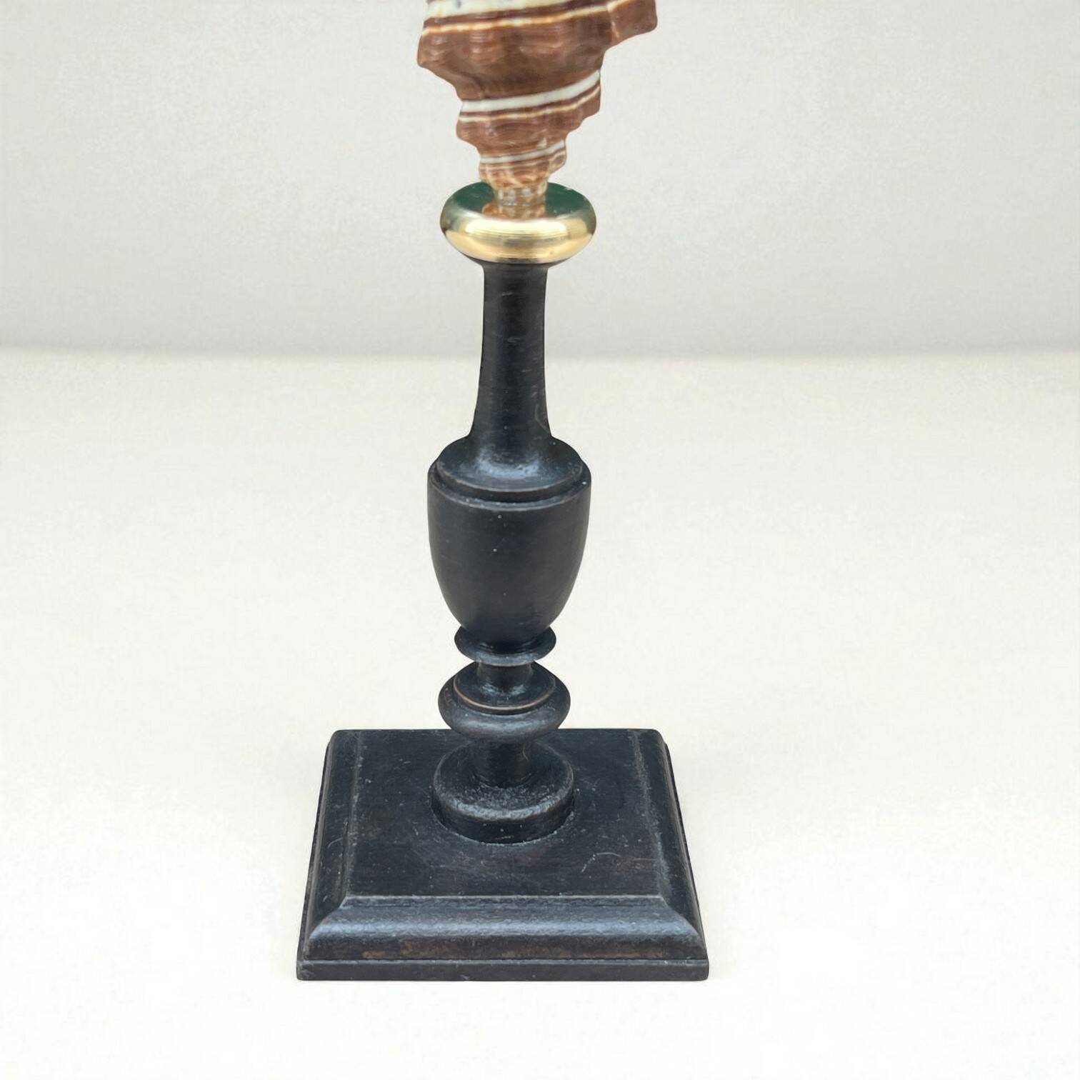 Ancien coquillage Pugilina sur socle en bois tourné - cabinet de curiosités