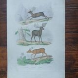 Affiche - gravure zoologique ancienne - renne/élan/axis (mi 19ème)
