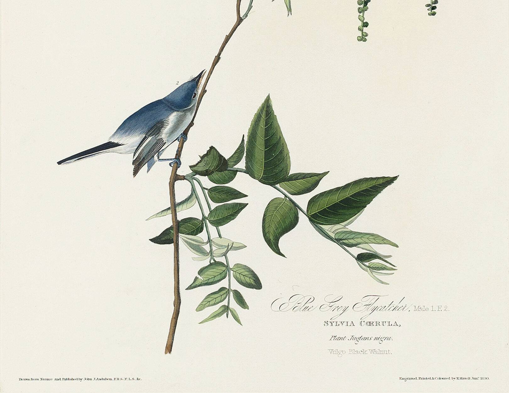 Poster about the blue warbler, based on an old engraving from 1827.