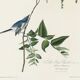 Poster about the blue warbler, based on an old engraving from 1827.