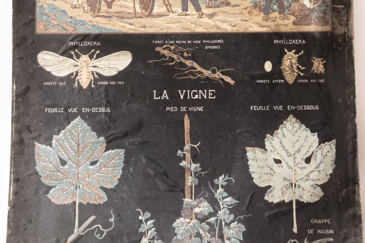 Affiche pédagogique "la vendange", Armengaud Ainé, 1880