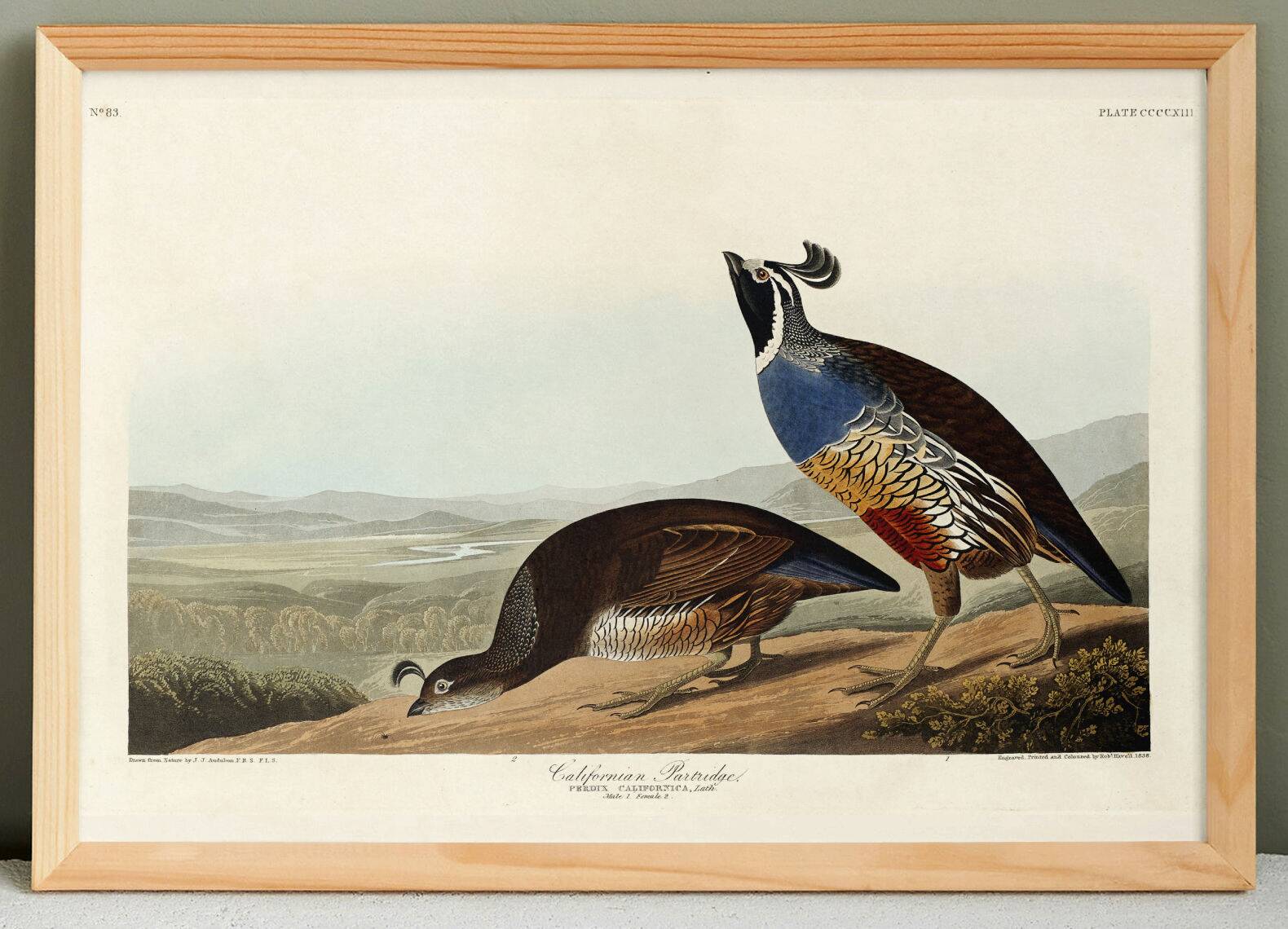 Poster about the California cod, based on an old engraving from 1827.