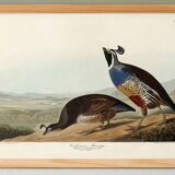 Poster about the California cod, based on an old engraving from 1827.