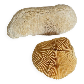 Old white coral mushroom fungia 16cm 608 grs and shark cushion 2kg172