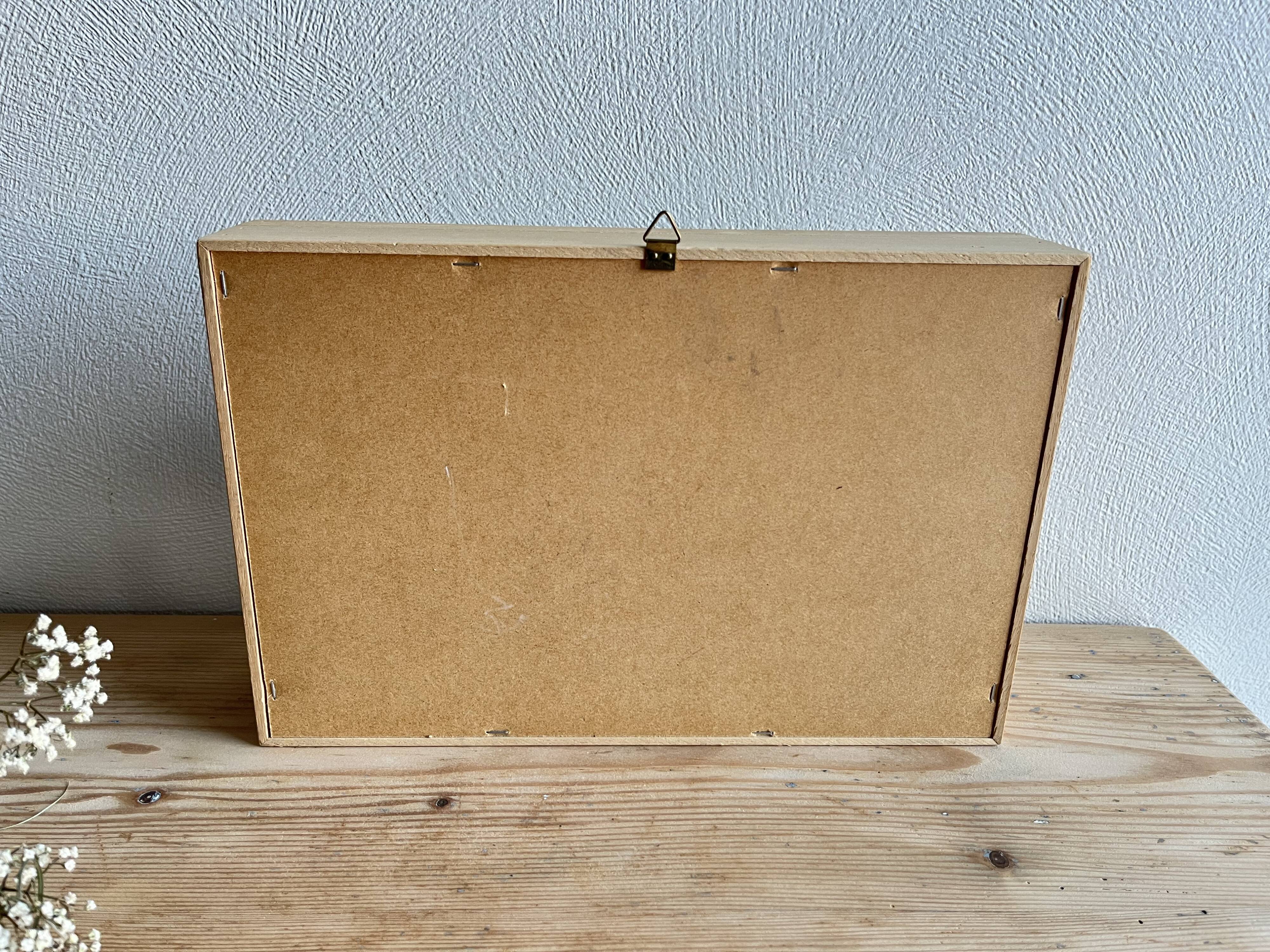 Naturalized beetle insect display frame “Eupatorus gracilicornis”