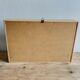 Naturalized beetle insect display frame “Eupatorus gracilicornis”