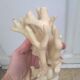 Vintage white coral