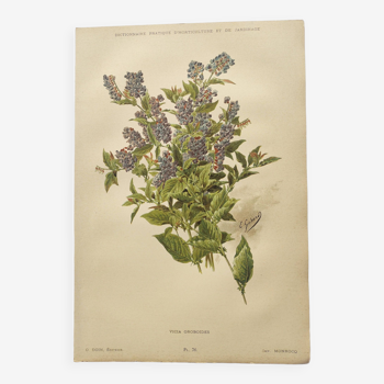 Planche botanique de 1899 - Vicia - Gravure Chromo-lithographique