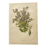 Botanical plate from 1899 - Vicia - Chromo-lithographic engraving