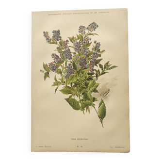 Planche botanique de 1899 - Vicia - Gravure Chromo-lithographique