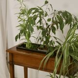 Indoor wooden planter. Ref blanchette