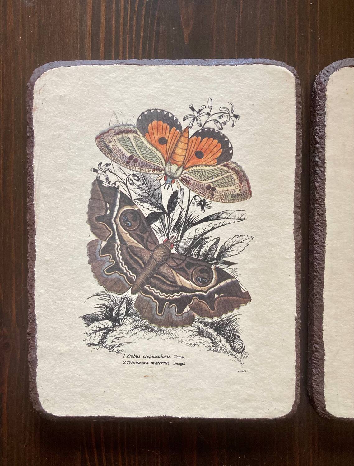 Lot de 2 tableaux en bois avec planche botanique papillons