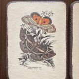 Set of 2 wooden boards with butterfly botanical board