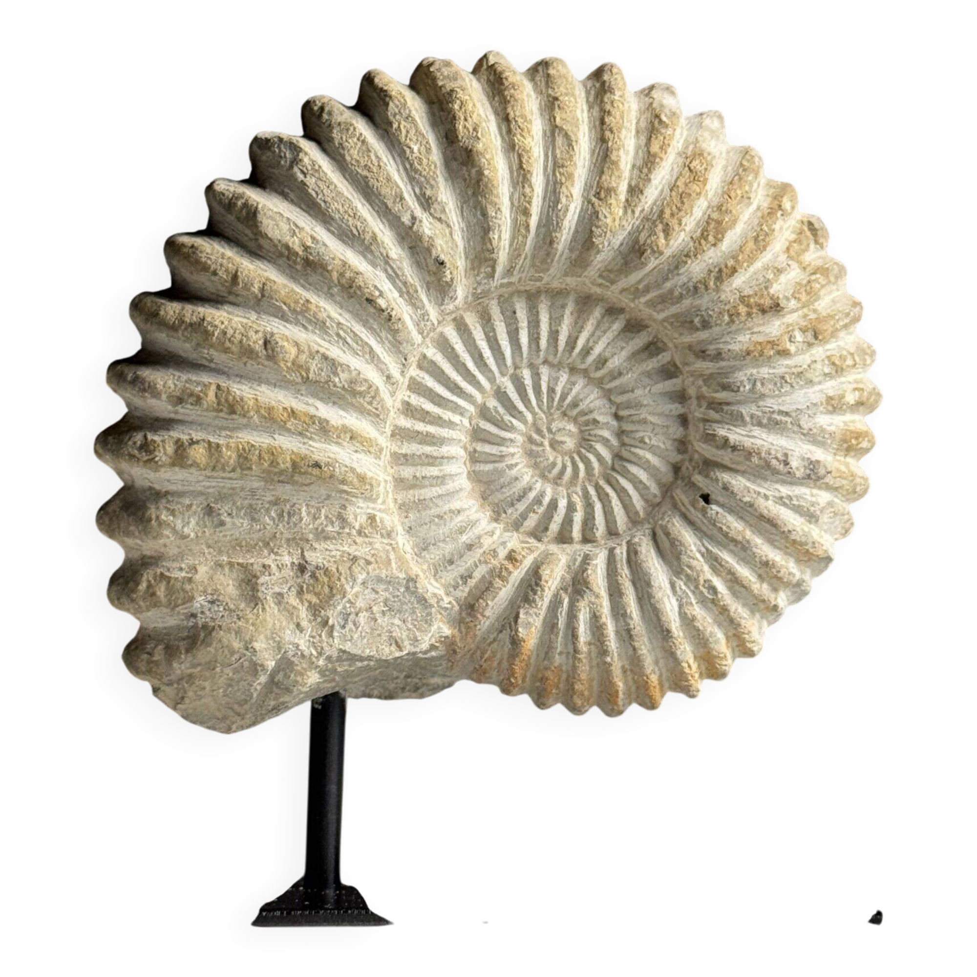 Fossile d'ammonite sur support
