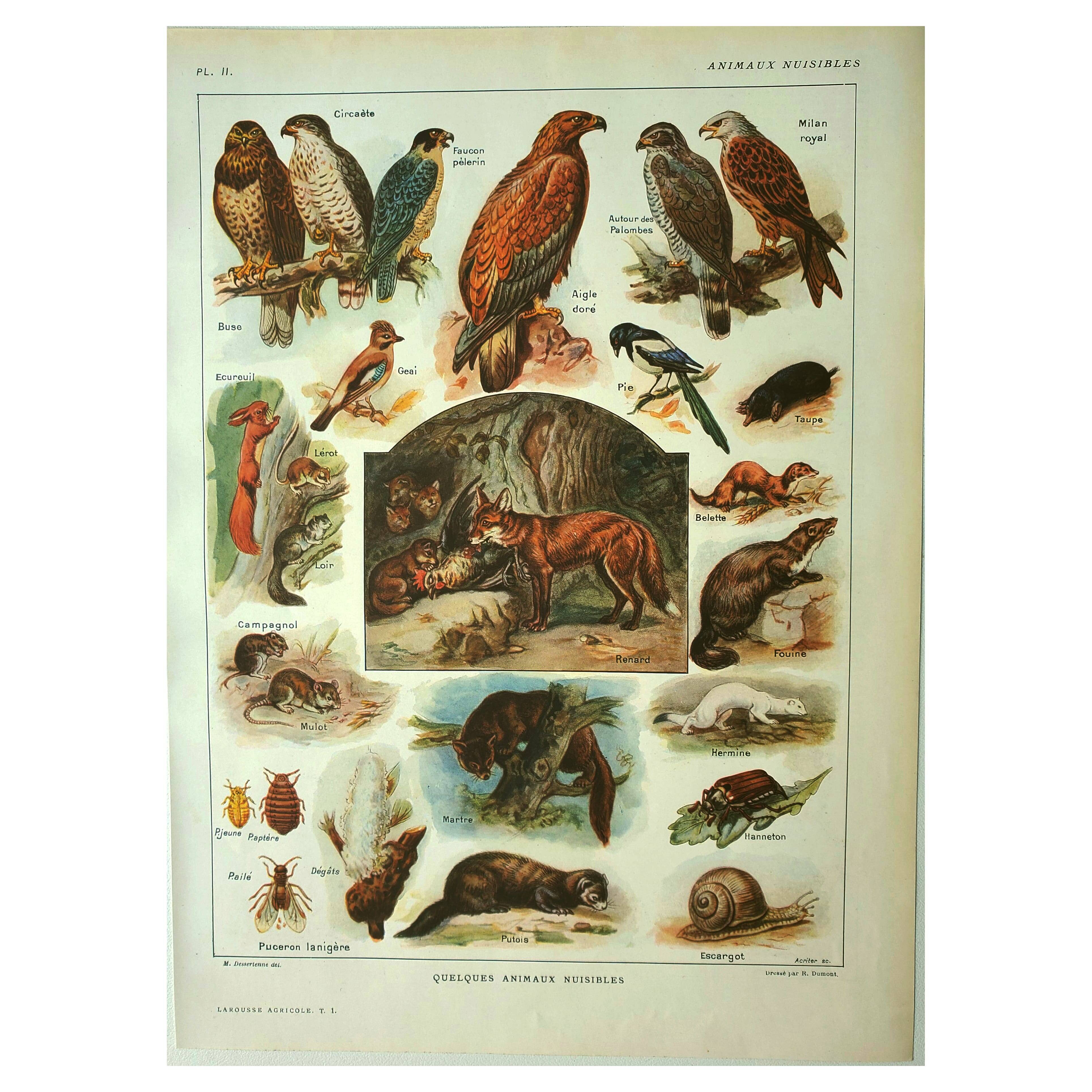 Old lithograph 1921 M. Dessertenne - Wild animals called "harmful"