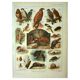 Old lithograph 1921 M. Dessertenne - Wild animals called "harmful"