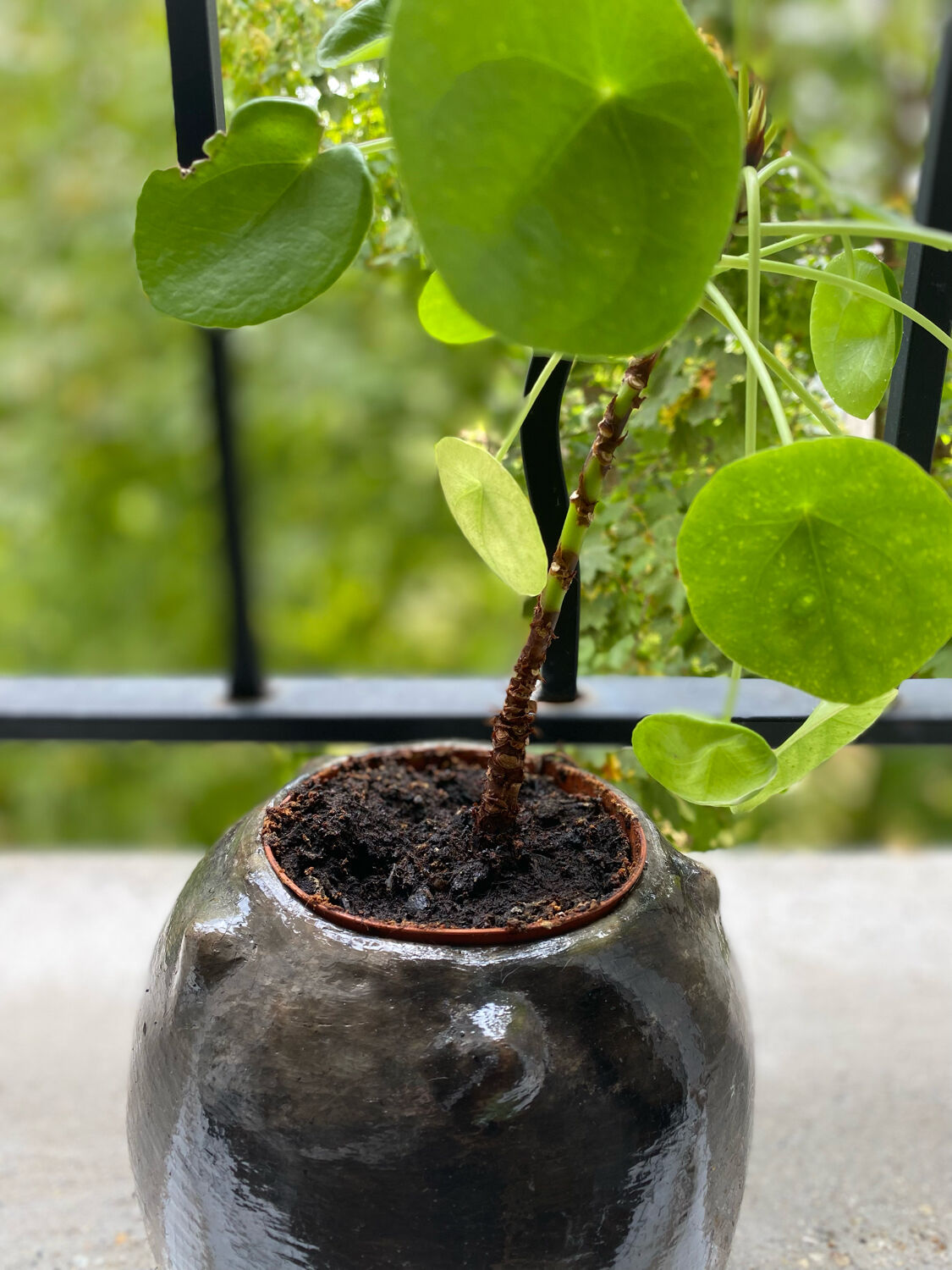 Sejnane brown vase varnished