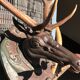 Hunting Trophy