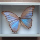 Stuffed butterfly