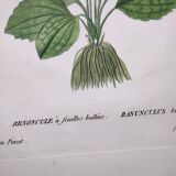 Old botanical engraving from 1829 - Buttercup with bubble leaves - flower by PA Poiteau