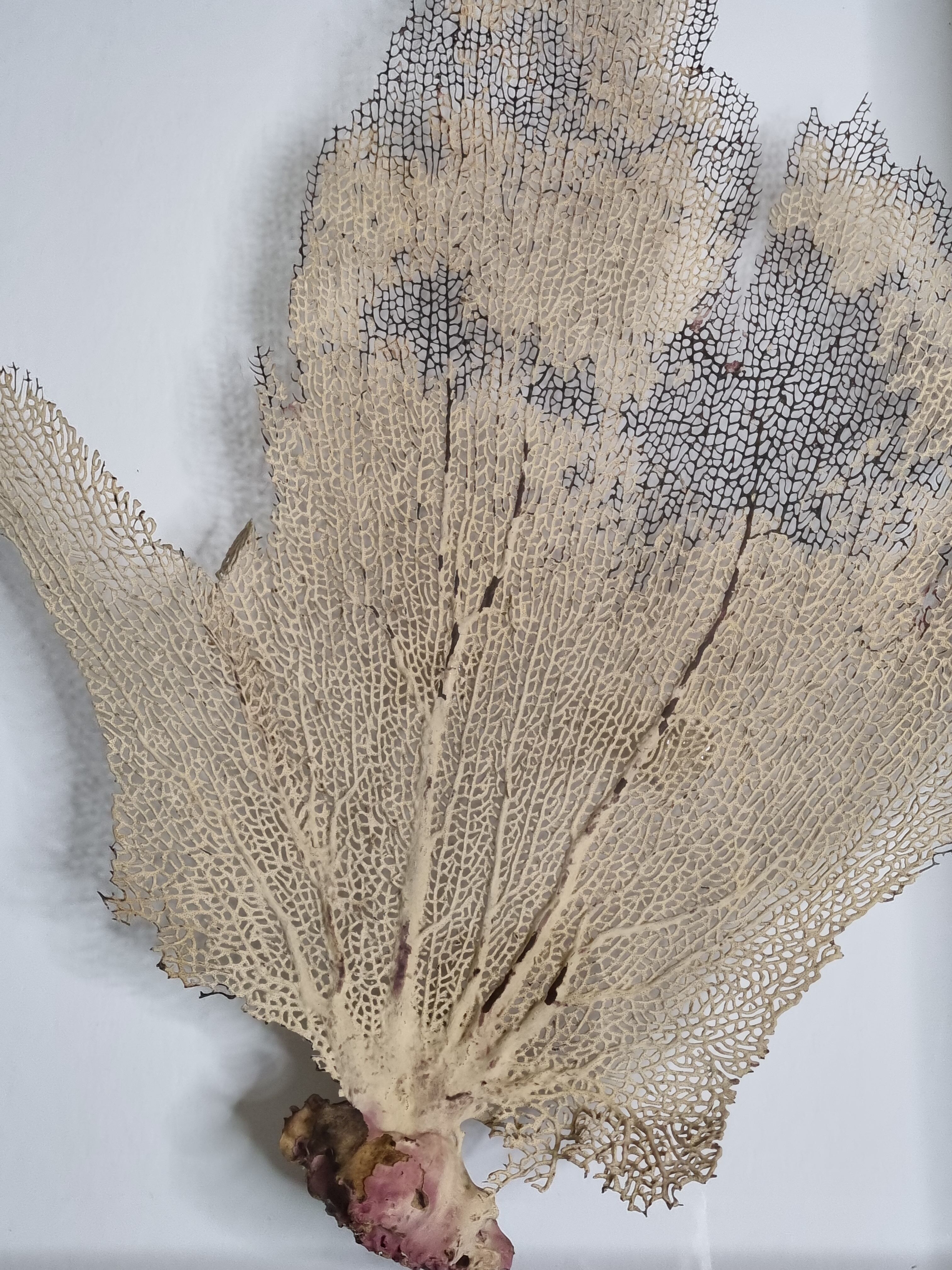 Coral branch old fan, under glass, 50 cm