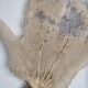 Coral branch old fan, under glass, 50 cm