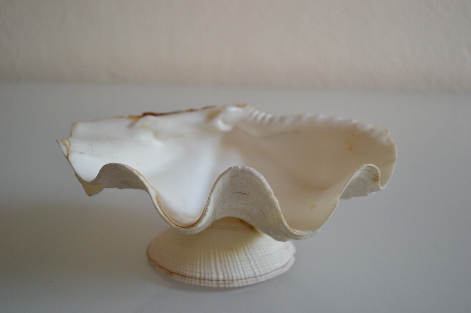 Clam shell in empty pocket