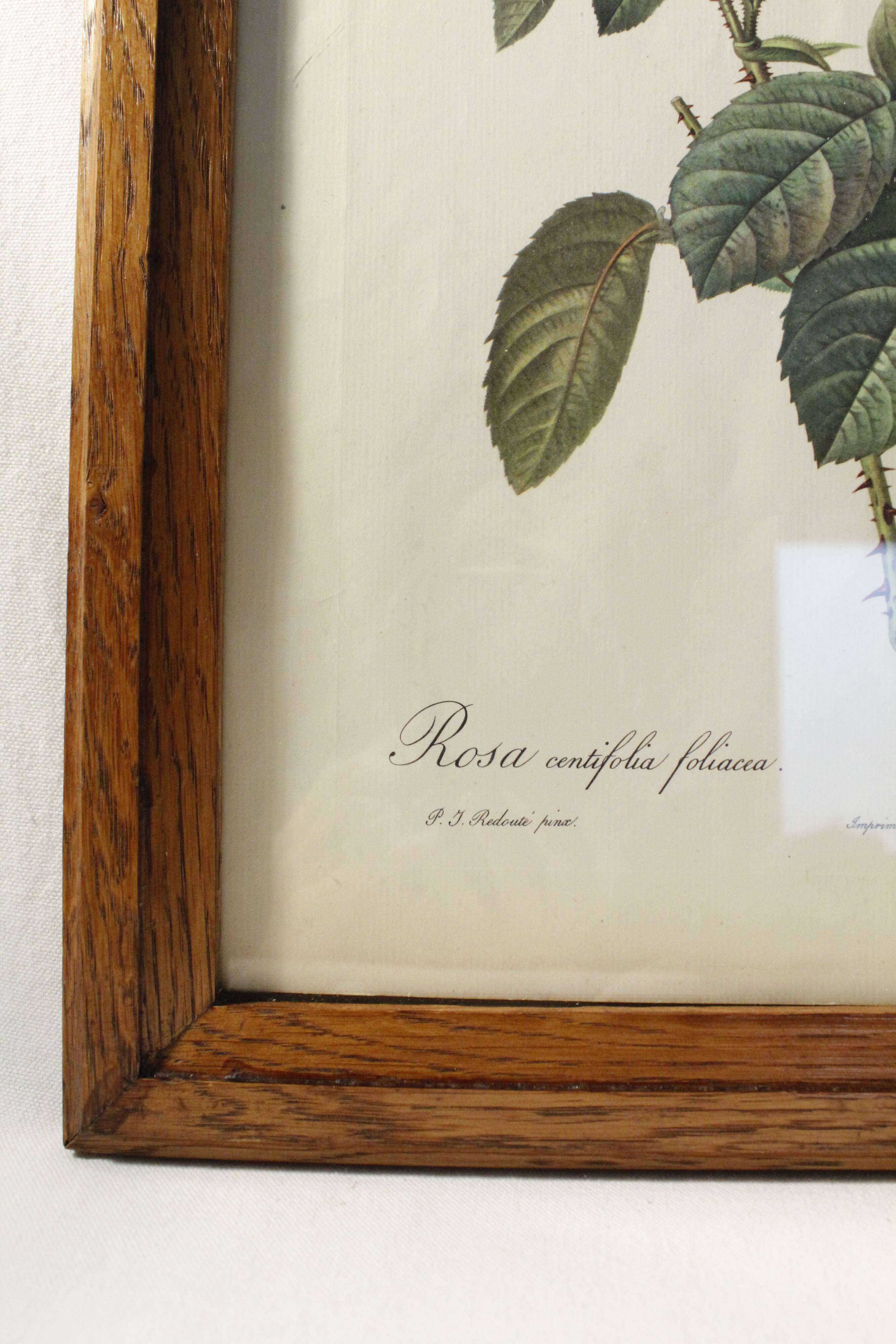 Lithograph P.J. Feared rose bush