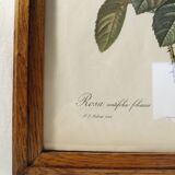 Lithograph P.J. Feared rose bush