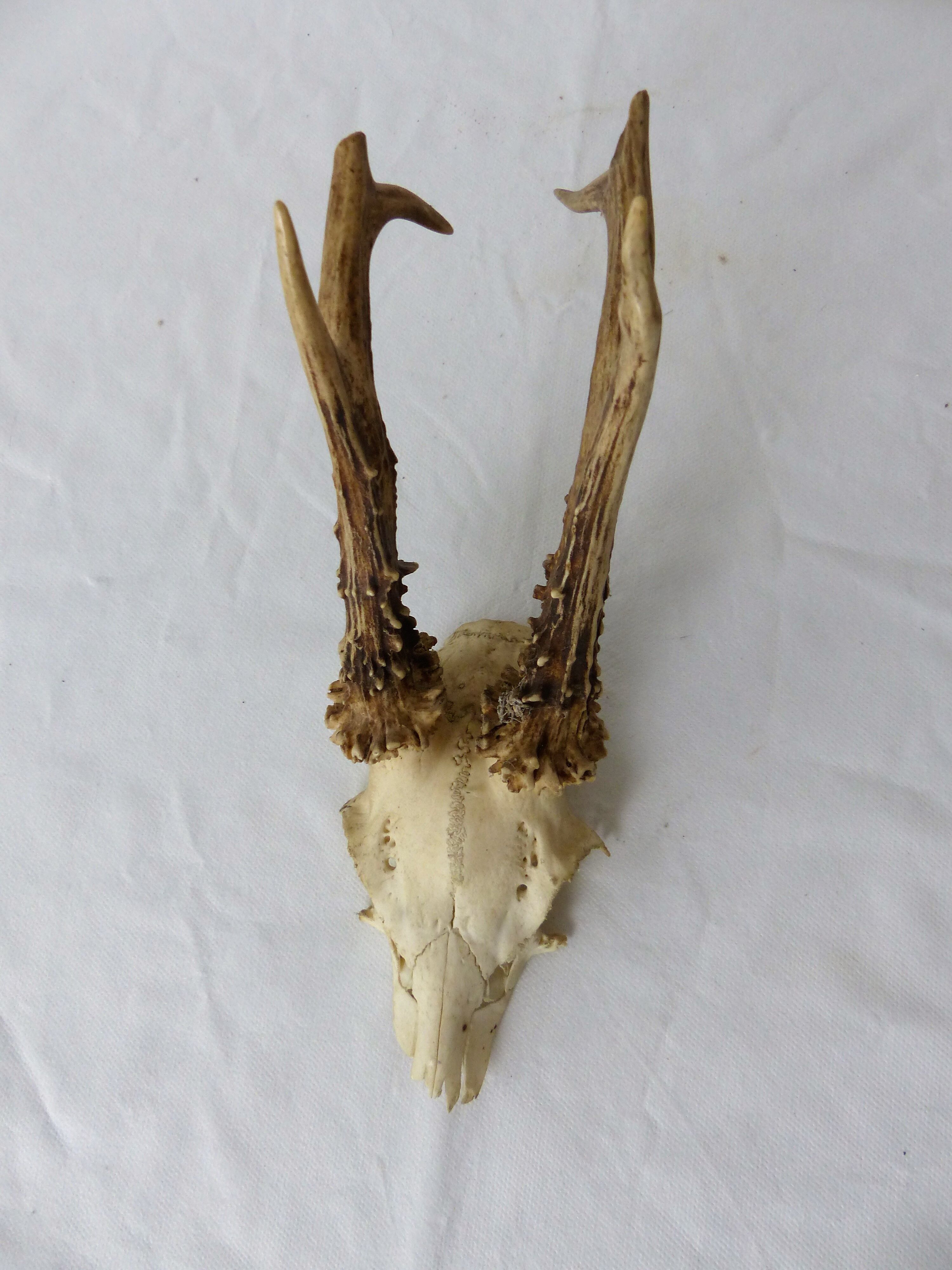 Deer massacre trophy