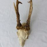 Deer massacre trophy