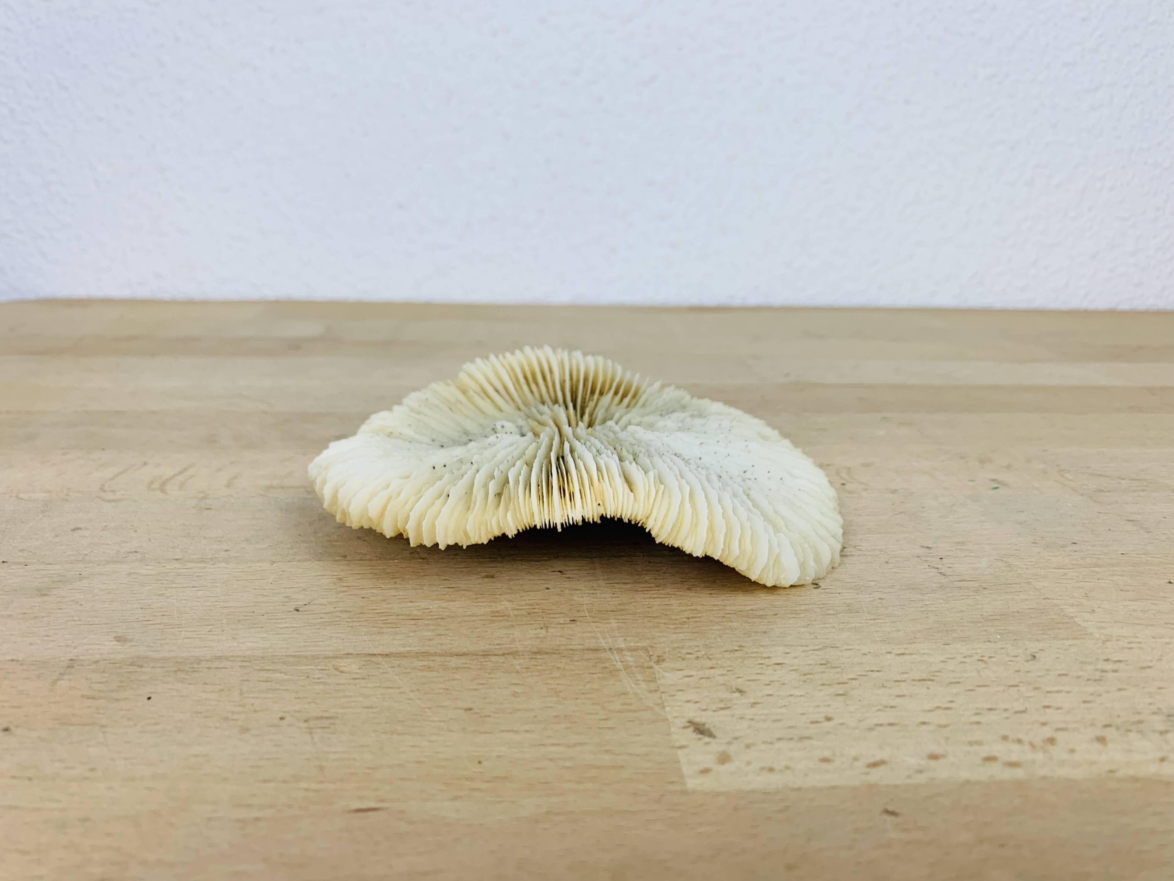 Natural Ancient White Fungia Coral