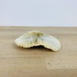 Natural Ancient White Fungia Coral
