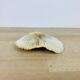 Natural Ancient White Fungia Coral