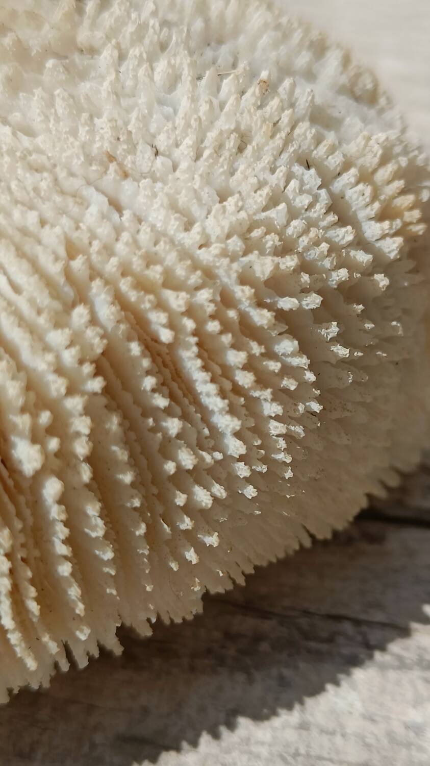 Vintage coral fungia large model