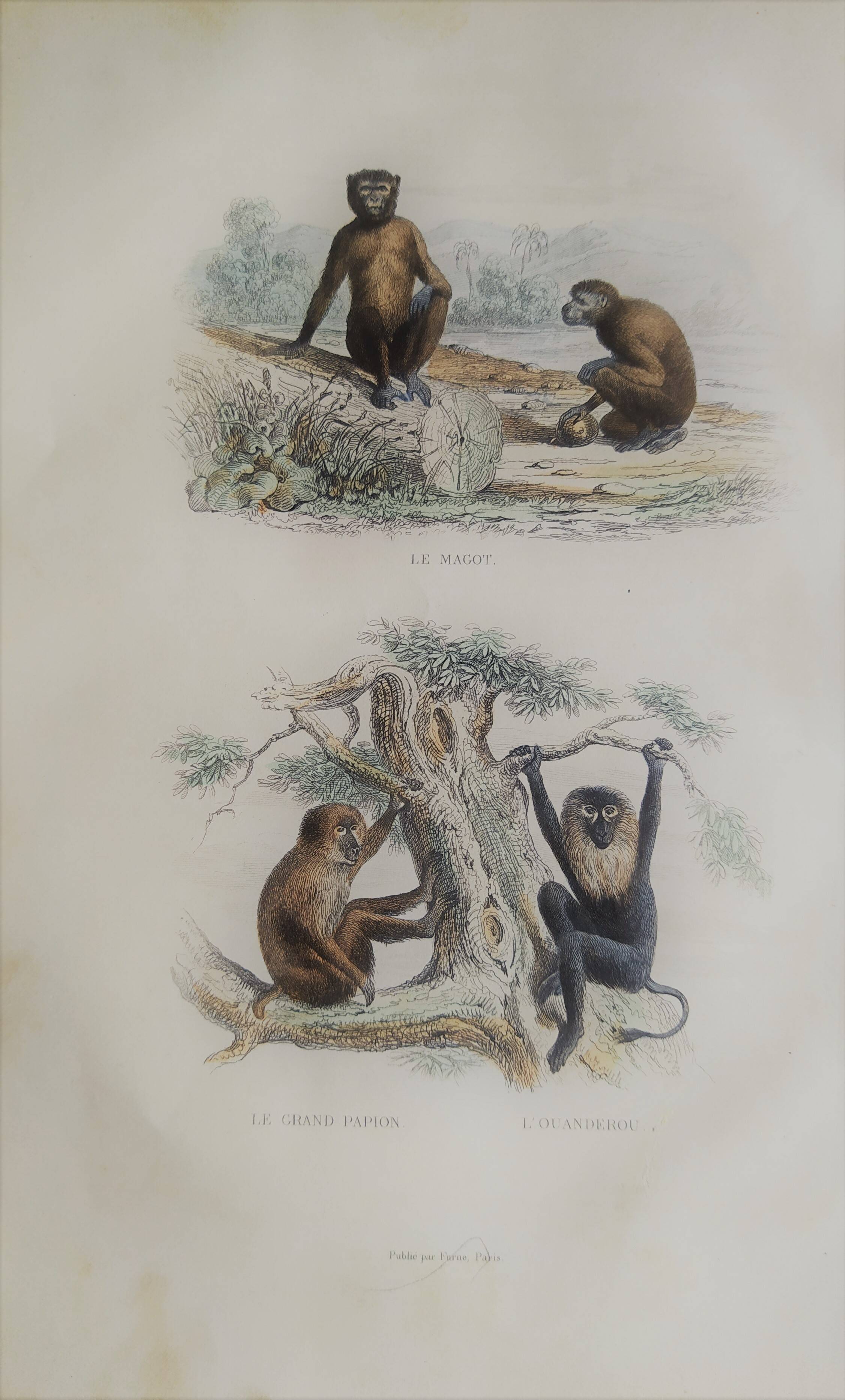 3 zoological engravings & flag of Germany