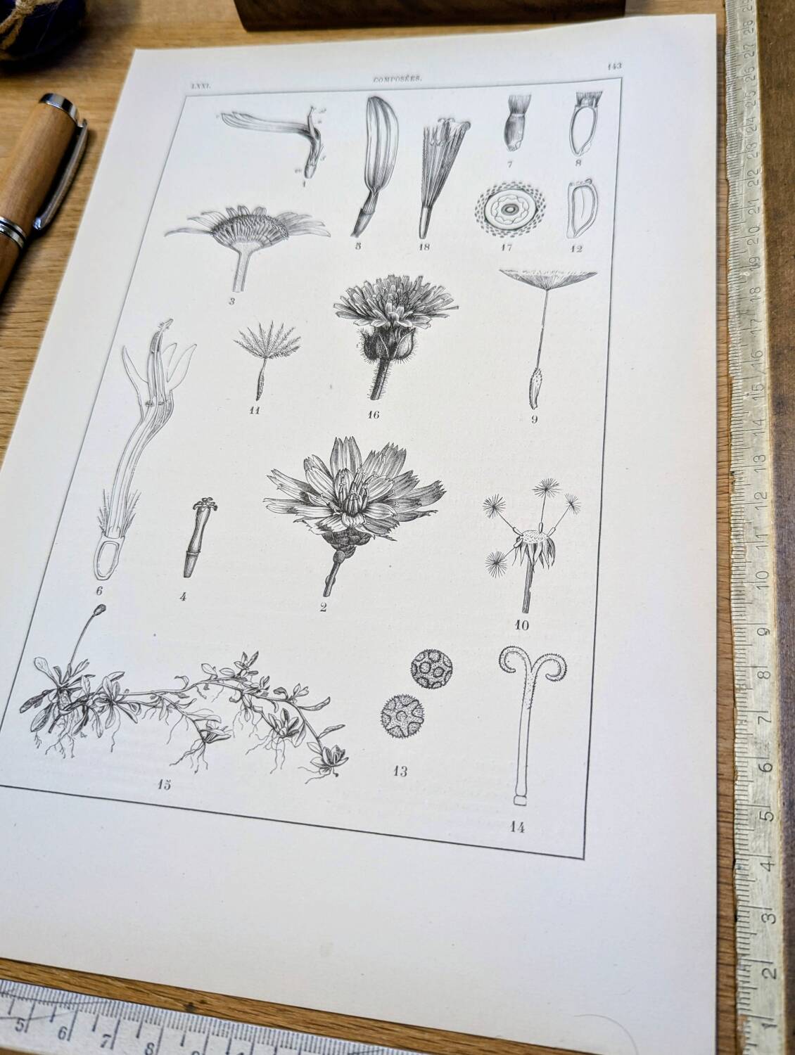 Printed in 1889, the composites. Old botanical plate.