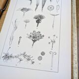 Printed in 1889, the composites. Old botanical plate.