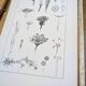 Printed in 1889, the composites. Old botanical plate.