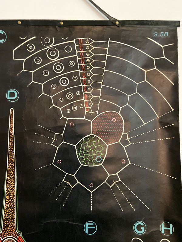 Dr. Auzoux's pedagogical poster - The Urchin - 1958