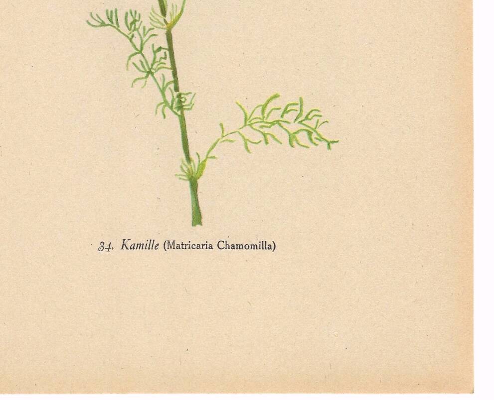 Old illustration 1948 - Chamomile by H. Strache - Botanical plate