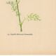 Old illustration 1948 - Chamomile by H. Strache - Botanical plate