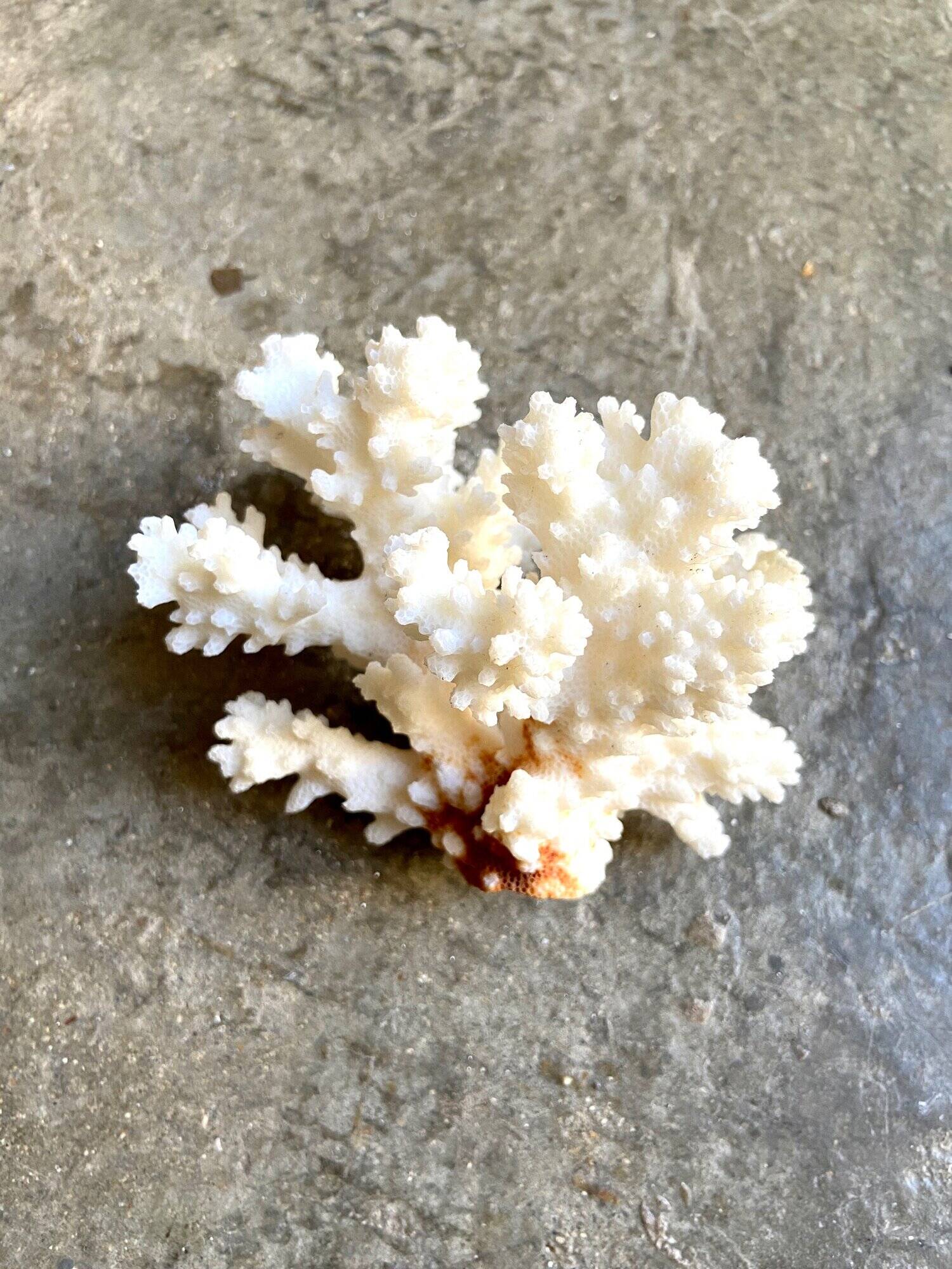 Acropora, corail blanc