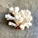 Acropora, corail blanc